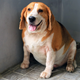 Illustration for article titled Vets say half the dogs they see are fat and most owners are in denial